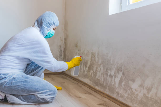 Licensed Mold Remediation service in Quincy, IL - WQB Mold Removal
