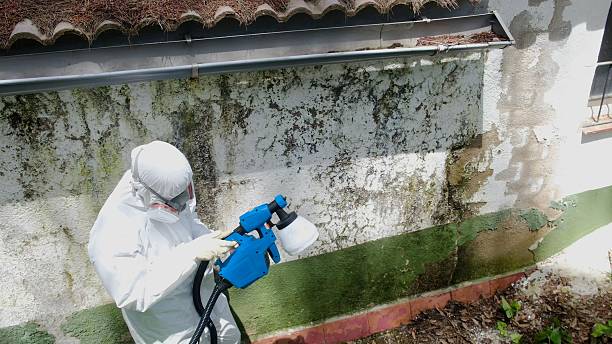 Top rated local Mold Remediation specialists in Quincy, IL